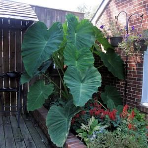 Elephant Ear Bulbs Caladium Perennial Colocasia Tropical Fiesta Upright Plants
