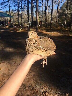 10 Jumbo Brown Coturnix Quail Hatching Eggs