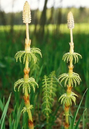 plante medicinale varicoza)