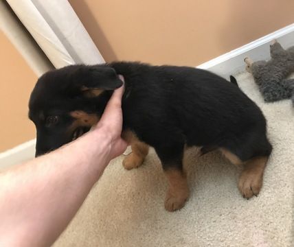 Litter Of 4 Chow Chow German Shepherd Dog Mix Puppies For Sale In