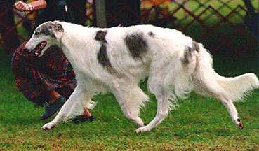 Being Borzoi: tales of adventures