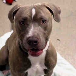 Pin On Great Dane