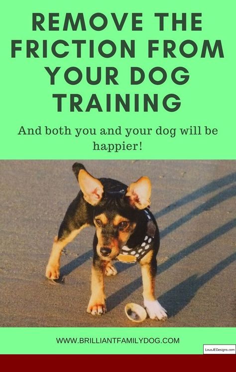 How To Teach Your Dog To Walk On A Leash Youtube And Pics Of How