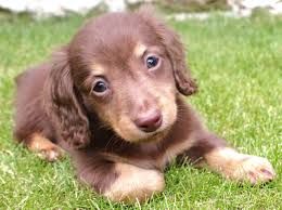 Image Result For Mini Dapple Dachshund Full Grown Dapple