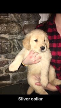 Litter Of 4 Golden Retriever Puppies For Sale In Bristol Vt Adn