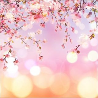 桜 写真 フリー Yahoo 検索 画像 桜イラスト 桜のイラスト 花 イラスト 桜 写真 フリー Yahoo 検索 画像 桜イラスト 桜のイラスト 花 イラスト