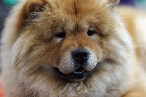 Chow Dog Photo Dog Breeds Worst Dog Breeds For Families