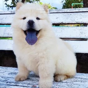 Esta Volita De Pelos Hermoso Los Perros Chow Chow Chow Esta