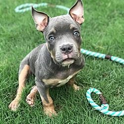 Available Pets At Friends To The Forlorn Pitbull Rescue Inc In