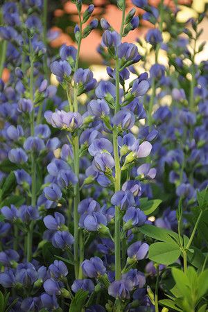 Blue False Indigo Baptisia Australis Specimen Bush For The