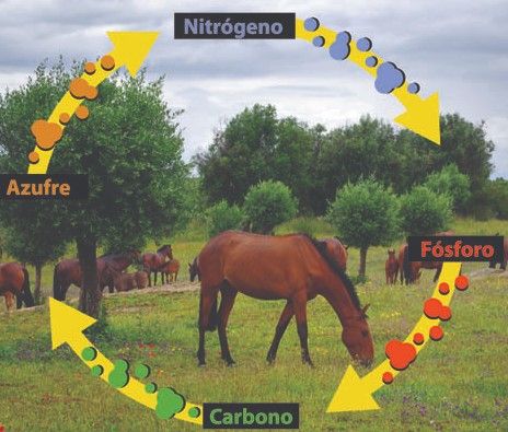 11 Ideas De Ciclos Biogeoquimicos Ciclo Del Carbono Ciclo Del Nitrógeno Fotosintesis