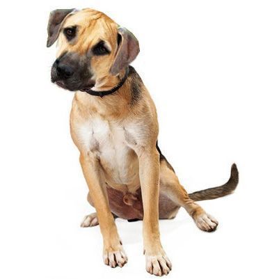 Black Mouth Cur Blackmouthcurdog Black Mouth Cur Blackmouthcurdog