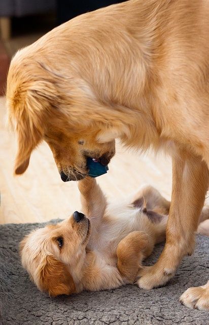 Pin By Patricia Mcclary On Proof Of Gold Cool Pets Baby Dogs