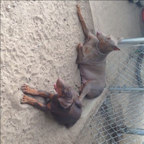 Doberman Pinscher Puppy For Sale In Tyler Tx Adn 38455 On