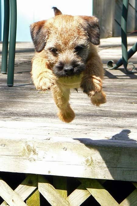 100 Best Border Terrier Dog Names Border Terrier Puppy