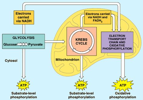 Cellular Respiration and Fermentation Watch how glucose is ... Cellular Respiration and Fermentation Watch how glucose is ...