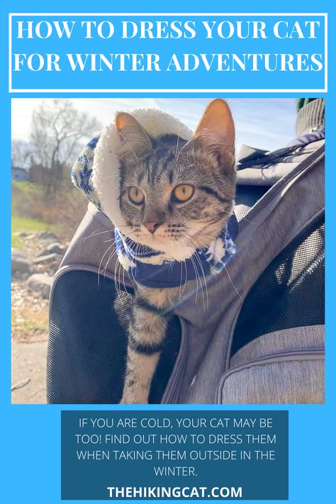 30 The Hiking Cat Blog Ideas In 2021 Adventure Cat Cats Pet Owners