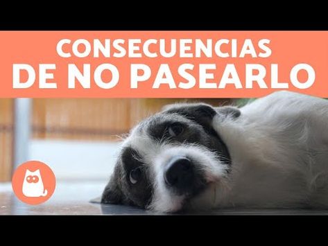 600 Ideas De Caninos Cosejos Perros Mascotas Entrenamiento Perros