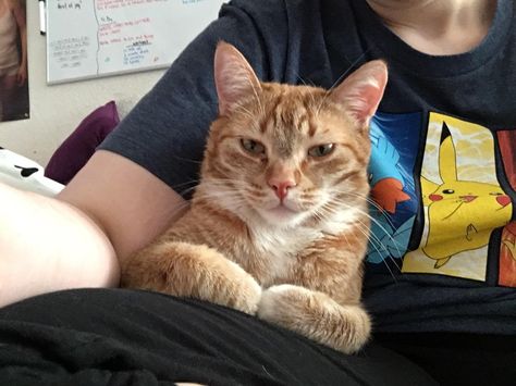 displeased with the new second cat loaf catloaf pinterest cat displeased with the new second cat loaf catloaf pinterest cat