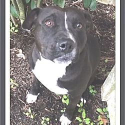 1 8 19 Dog For Adoption In Vermont Pitbull Terrier Pitbulls