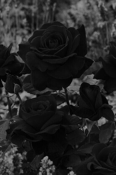 picture De Pantalla Iphone Fondos Aesthetic Negro Y Rosa pin en i