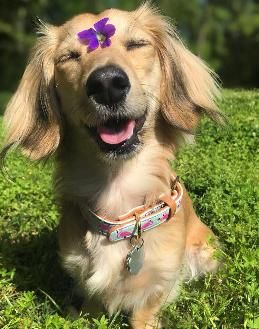 Phat Dachshunds Miniature Dachshund Breeders In Middle Tennessee