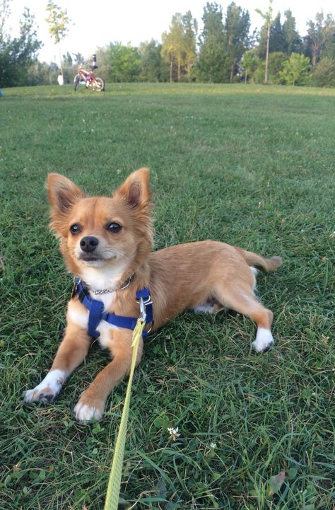 My Chidash Long Hair Chihuahua And Daschund Mix I Adopted From