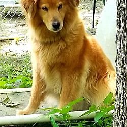 Delray Wv Golden Retriever Labrador Retriever Mix Meet Yellow