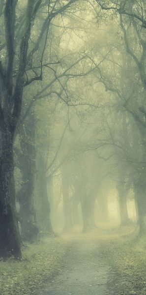 Eerie Green Mist in a Autumn Tree Walkway Framed Print Picture Poster Gothic Eerie Green Mist in a Autumn Tree Walkway Framed Print Picture Poster Gothic