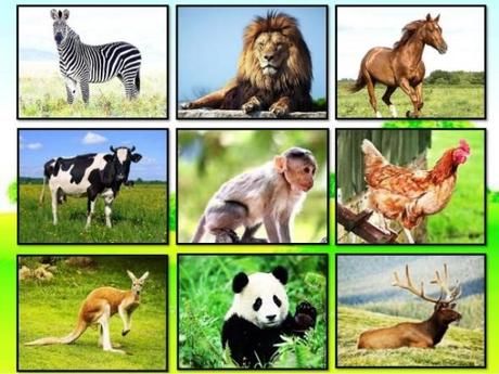 Animales Terrestres | Animales terrestres, Animales