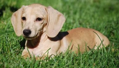 Smooth English Cream Dachshund Dachshund Dachshund Breed