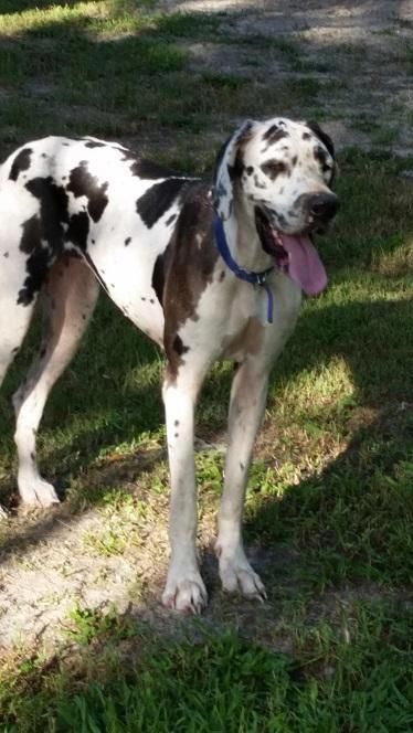 Meet Willow A Petfinder Adoptable Great Dane Dog Jupiter Fl