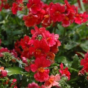 Deer Resistant Plants And Shrubs List Pflanzen Hausdekoration Und Garten Ideen