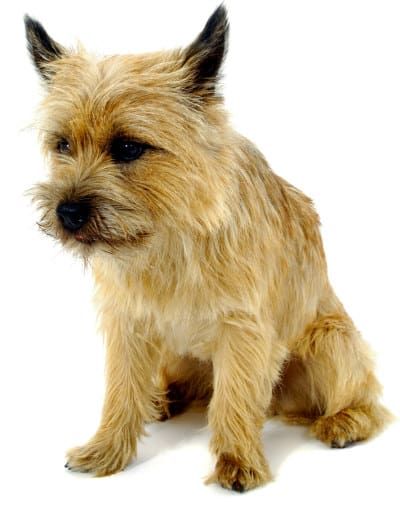 Cairn Terrier A Toto Ly Awesome Dog Breed Cairn Terrier Dog