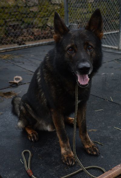 Adopt Kaiser On Dog Search German Shepherd Dogs Large Dog Breeds