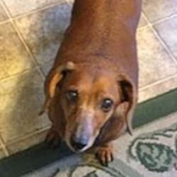 Pin By Alex Alaeff On Adoptable Dachshunds Dachshund Dachshund