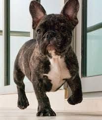 French Bulldog Full Grown Google Search Frenchbulldogsfullgrown