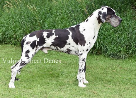 Vulpine Great Danes Past Puppies Harlequin Great Danes