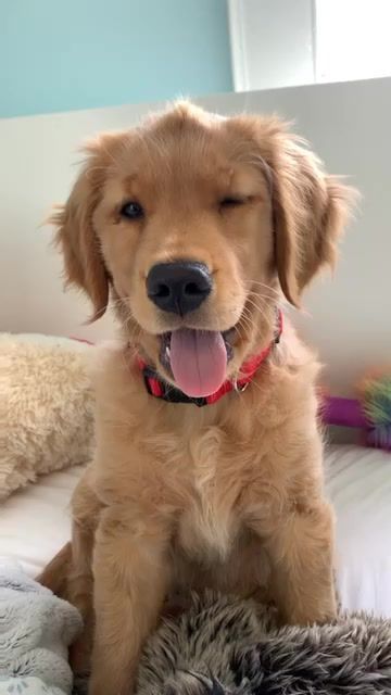 Pin Juliatops Vsco Via Kaufmannspuppy Cute Animals Cute