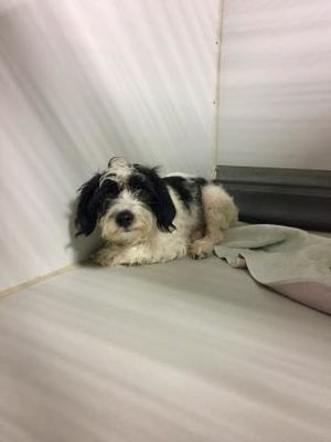 Kansas City Mo Terrier Unknown Type Small Meet Kernel A Dog