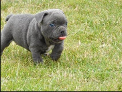 French Blue Bulldog Blue Bulldog Blue Brindle French Bulldog Merle French Bulldog