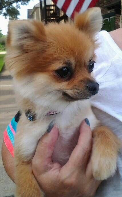 Corgi Puppy Pomeranian Pomeranian Pomeranian Haircut Pomchi Dogs