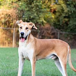 Pin By Susan Gillis On Help Save The Dogs Please 2nd Pg