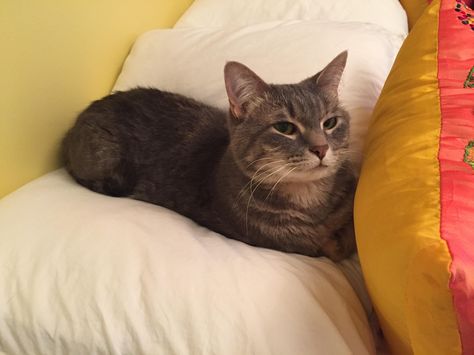 displeased with the new second cat loaf catloaf pinterest cat displeased with the new second cat loaf catloaf pinterest cat