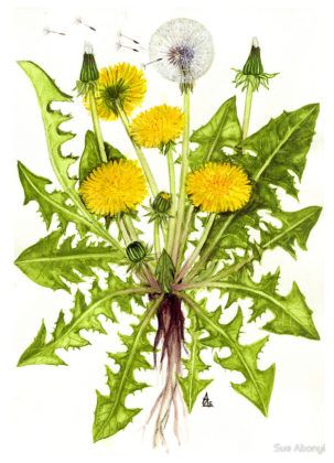 Decotto Tarassaco Taraxacum Officinale Arte Del Fiore Tarassaco