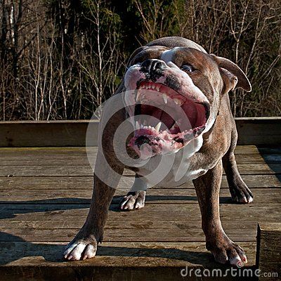 Pin On English Bulldogs