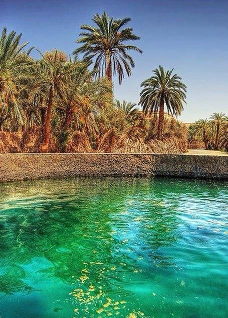 Green Gems of the Desert: The Allure of Siwa's Palm Tree Haven - Photographic Exploration
