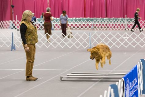 How To Watch A Dog Obedience Competition Good Manners Are Fun