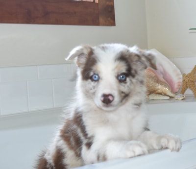 2j2k Border Collies Puppies For Sale Border Collie Puppies That
