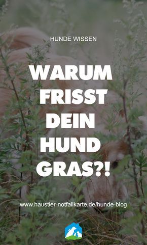 Mein Hund Frisst Gras Ist Das Normal Hunde Kurkuma Fur Hunde Welpen
